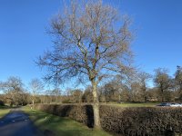 Tree shapes